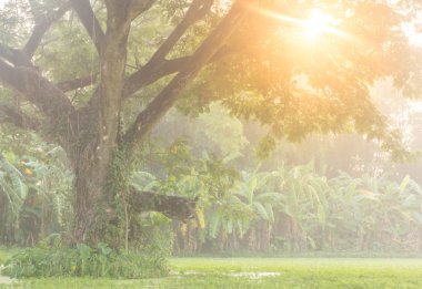 ağaç Mimoza peyzaj