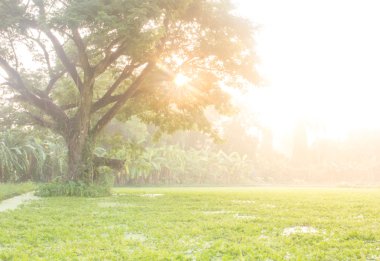 ağaç Mimoza peyzaj