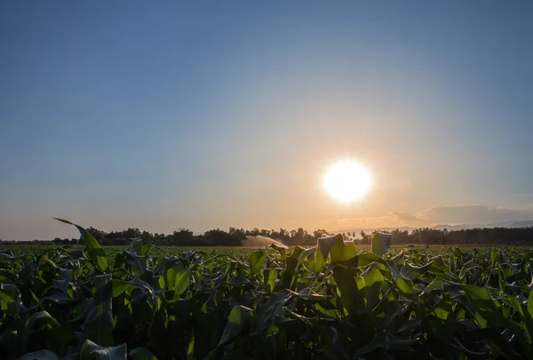 Puesta de sol en el campo de maíz — Foto de Stock