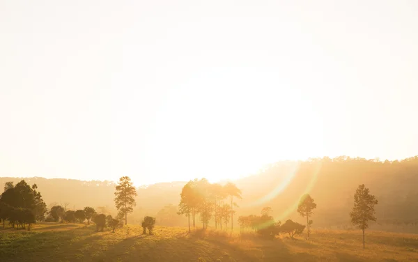 Árbol solitario en el suelo con niebla matutina — Foto de Stock