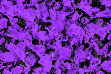 Bahçedeki çiçekler