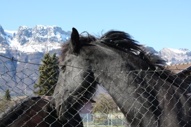 İsviçre grupta siyah atlar
