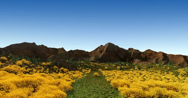 Spartium junceum Spanish Broom in the garden with blue sky and mountain — Stock Photo, Image