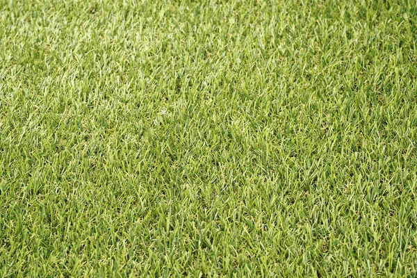 Grass — Stock Photo, Image