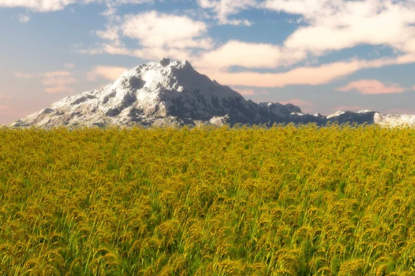 Weizen — Stockfoto