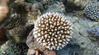 Mercan ve resif yaşam