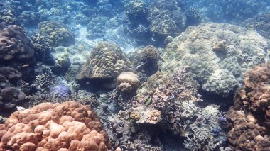 Mercan ve resif yaşam