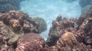 Mercan ve resif yaşam