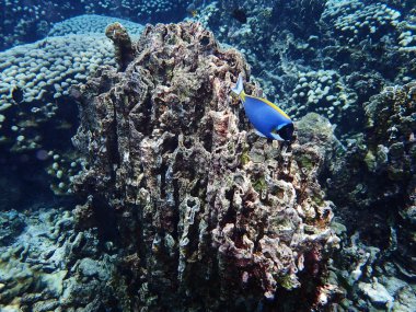 Mercan ve resif yaşam