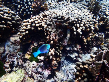 Mercan ve resif yaşam