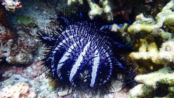 Corallo e vita della barriera corallina — Foto Stock