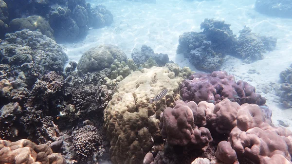 Жизнь кораллов и рифов — стоковое фото