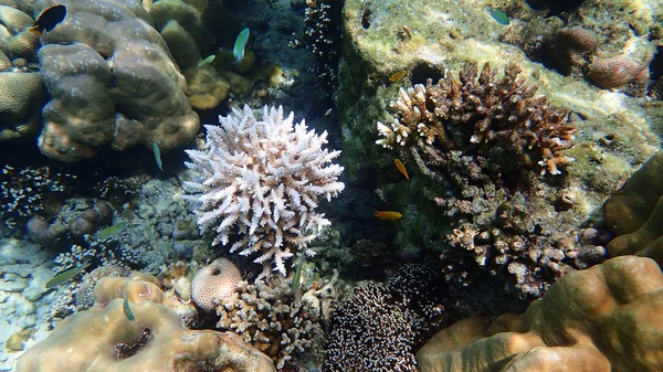 Coral și recif de viață — Fotografie, imagine de stoc
