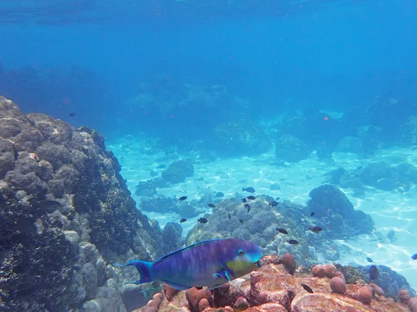 Vida de corais e recifes — Fotografia de Stock