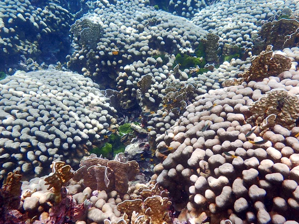 Corallo e vita della barriera corallina — Foto Stock