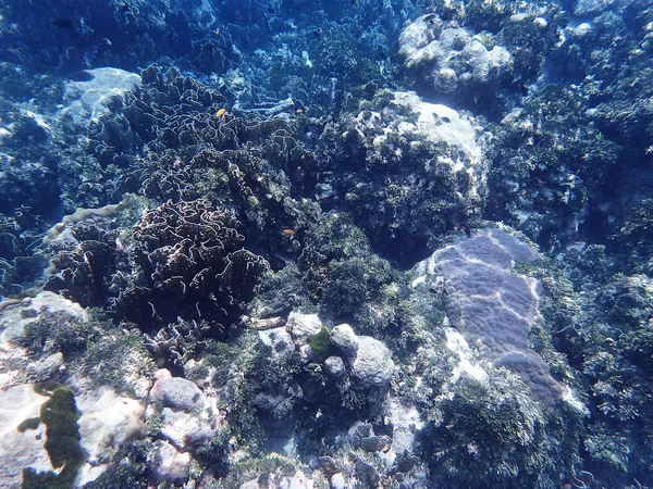 Koraller och rev liv — Stockfoto