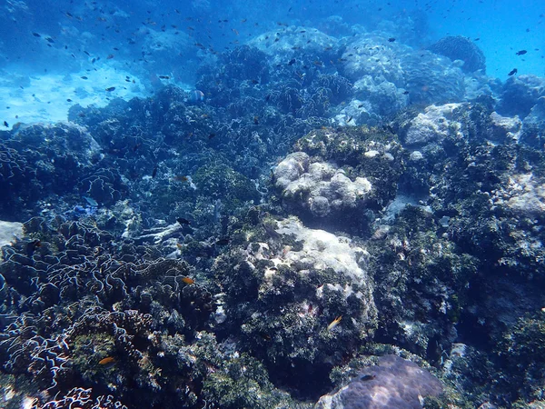 Corallo e vita della barriera corallina — Foto Stock