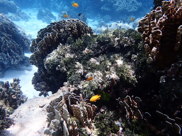 Corallo e vita della barriera corallina — Foto Stock