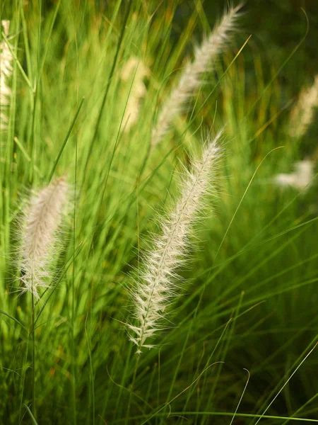 Flor — Foto de Stock