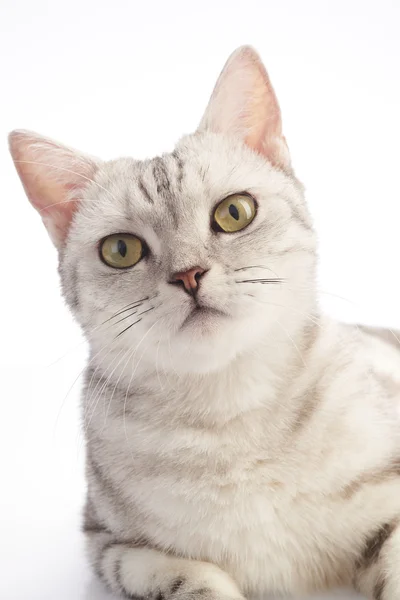 American Short Hair — Stock Photo, Image