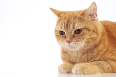 İngiliz kısa hava kedisi