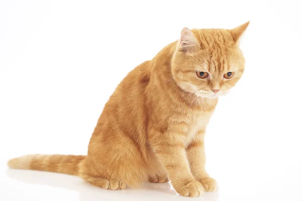 Pisica britanică cu păr scurt — Fotografie, imagine de stoc