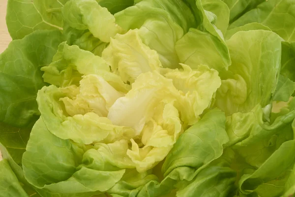 Kopfsalat — Stockfoto