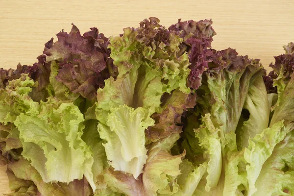 Red lettuce — Stock Photo, Image