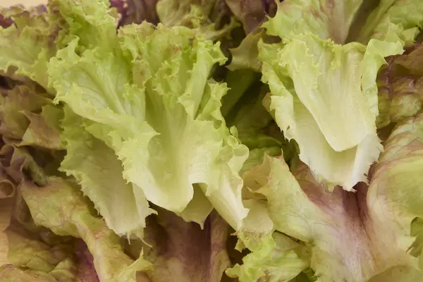 Red lettuce — Stock Photo, Image