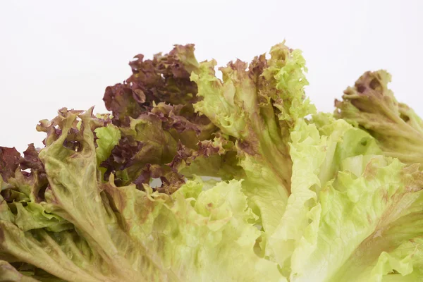 Roter Salat — Stockfoto