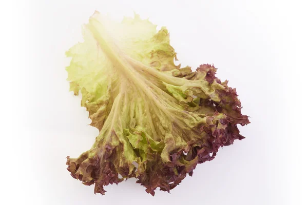 Red lettuce — Stock Photo, Image