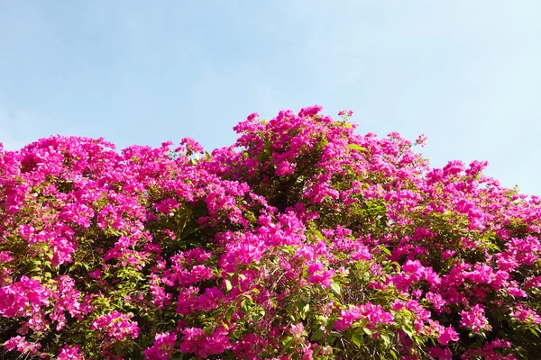 Flower — Stock Photo, Image