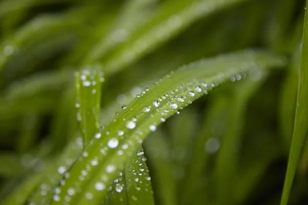 Plant — Stock Photo, Image