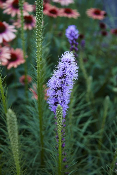 Flor — Fotografia de Stock