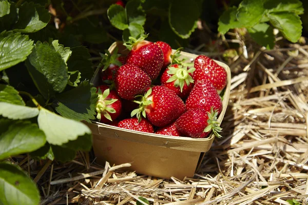 Strawberries — Stock Photo, Image