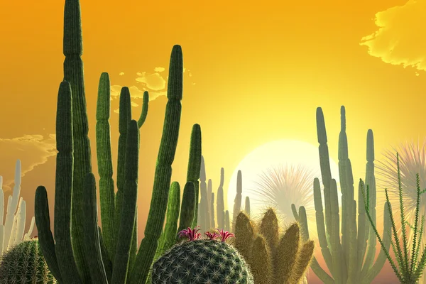 Cactusuri — Fotografie, imagine de stoc