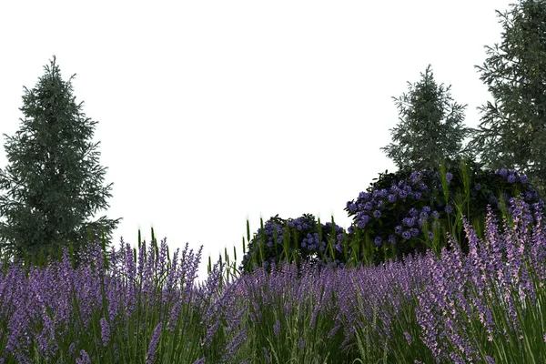 Lavendel blomma — Stockfoto