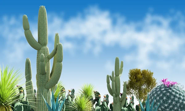 Cactus — Stock Photo, Image