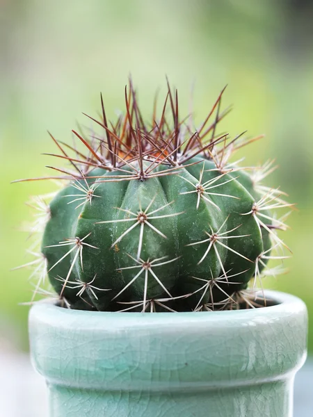 Cactus — Fotografie, imagine de stoc
