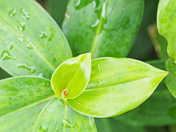 Plant leaf — Stock Photo, Image