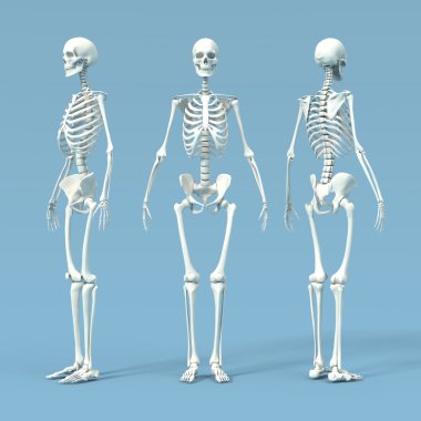 Kemik 3d