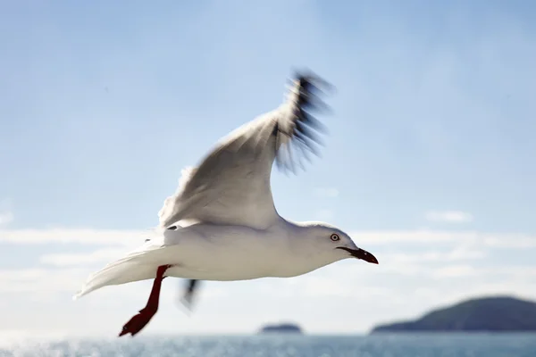 Silver gull — Stock Photo, Image