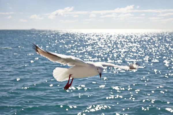 Silver gull — Stock Photo, Image