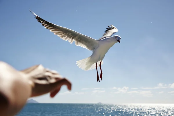 Silver gull — Stock Photo, Image