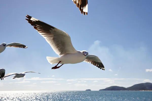 Silver gull — Stock Photo, Image