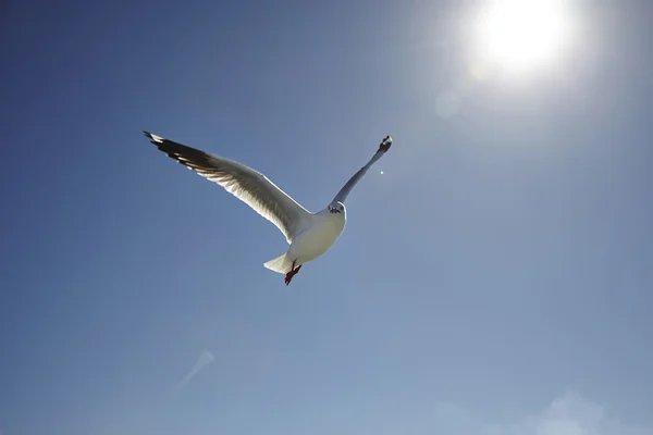 Silver gull — Stock Photo, Image