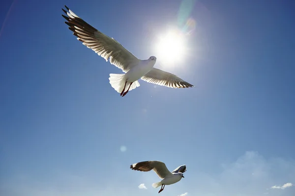 Silver gull — Stock Photo, Image