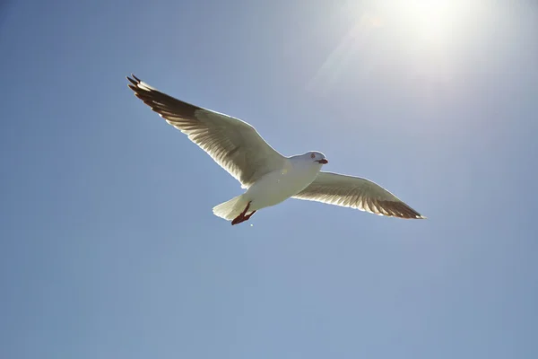 Silver gull — Stock Photo, Image