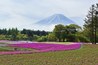 Japonca