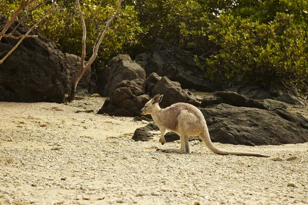 Kangaroo — Stock Photo, Image